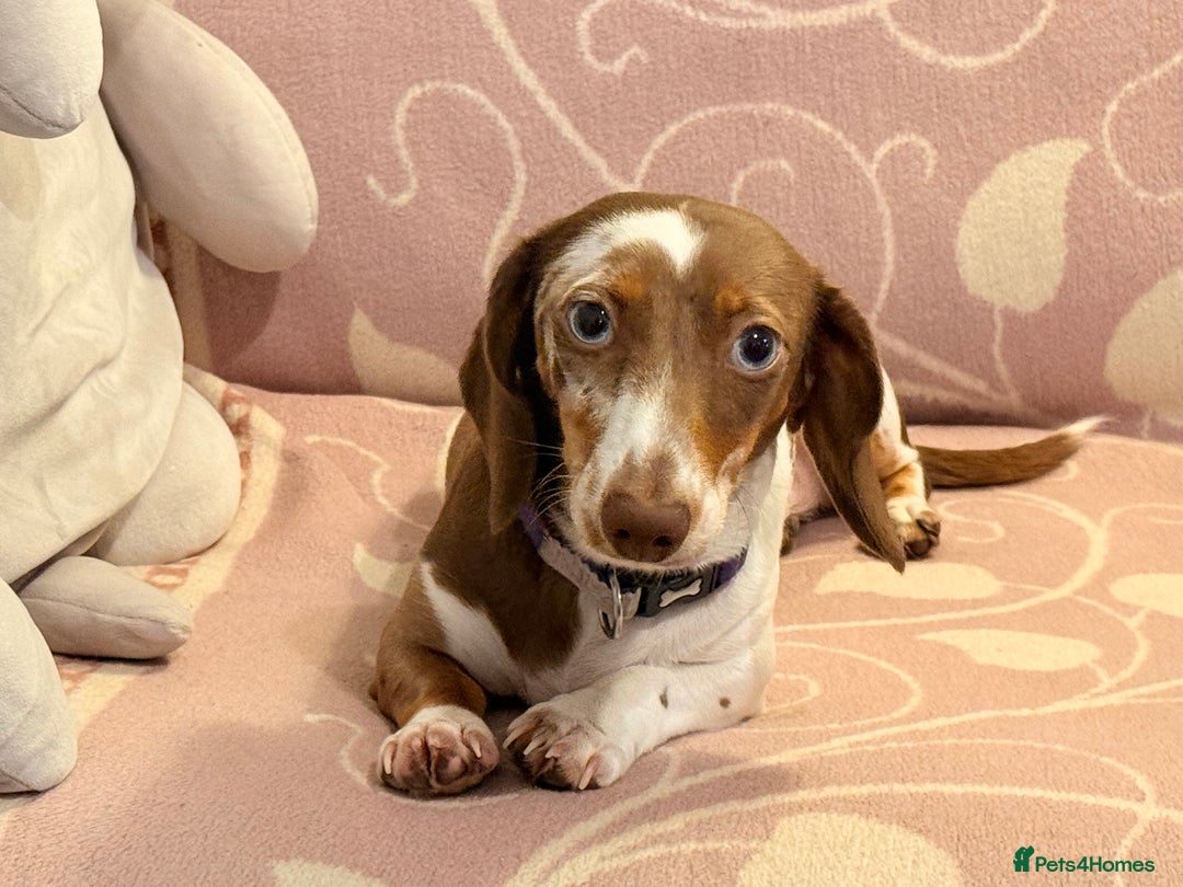 Miniature Dachshund dogs for sale: 8 month old miniature dachshund girl for sale - Image 1