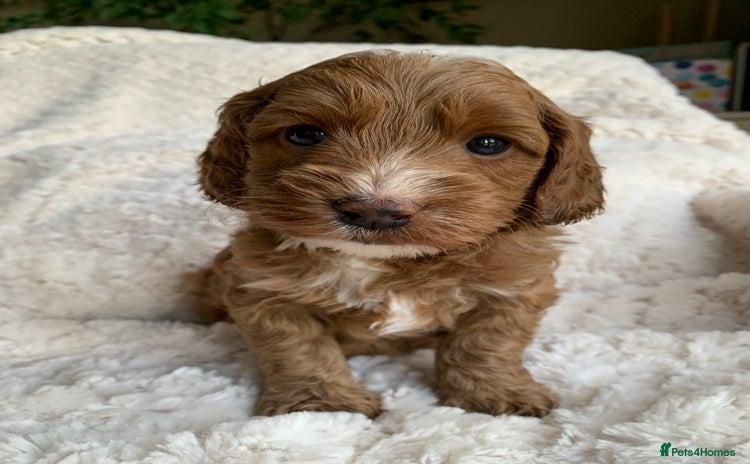 Cockapoo dogs - Advert 1