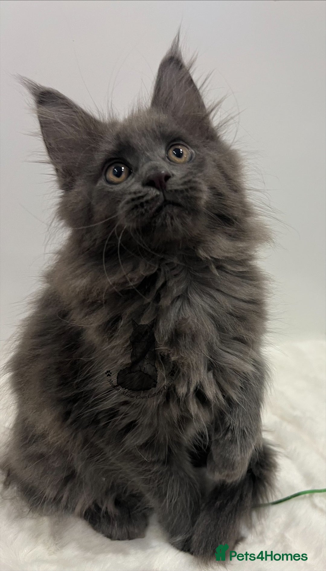 Maine Coon cats for sale: TICA blue female Maine Coon girl stunning nice  - Advert 7