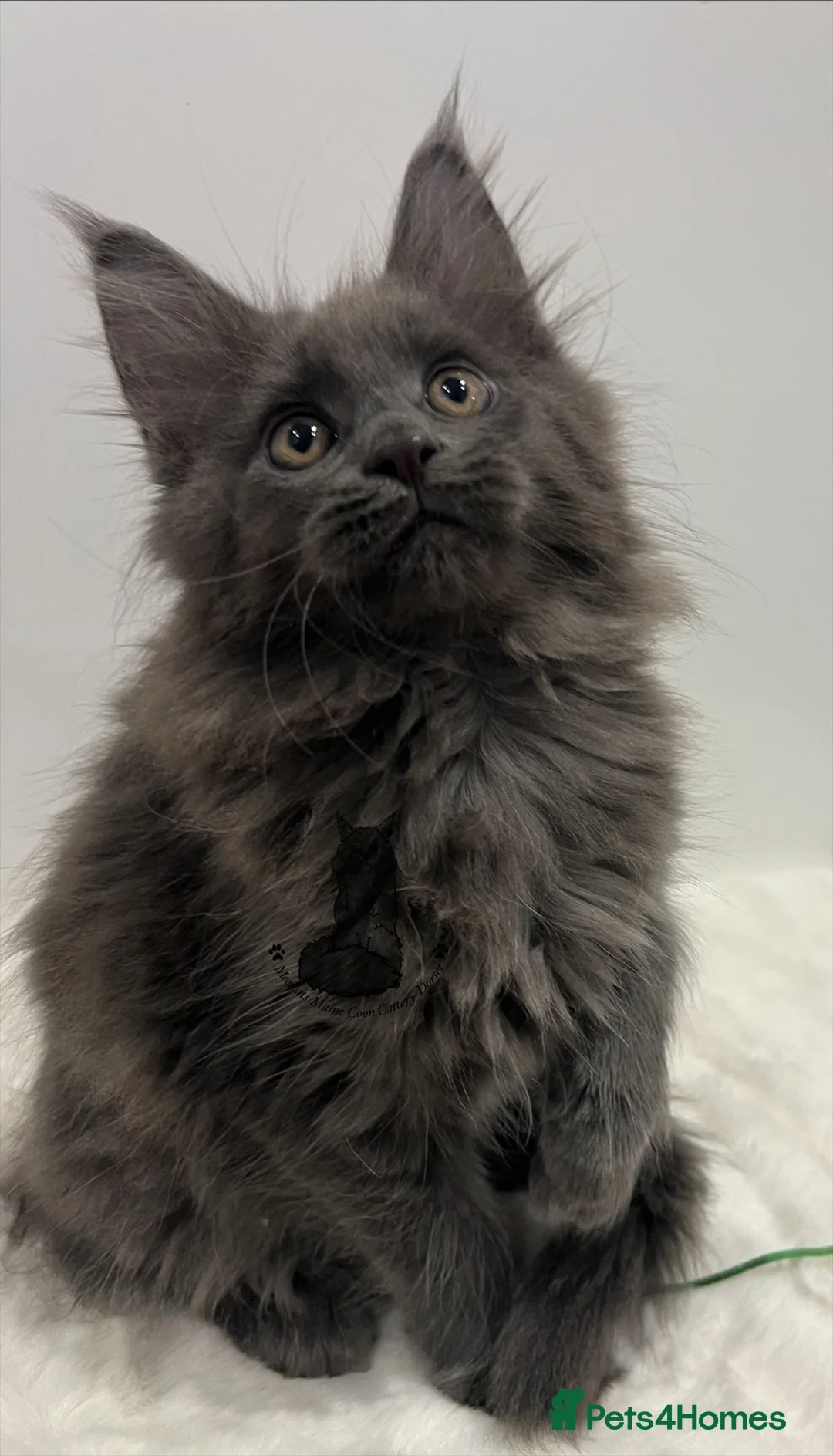 Maine Coon cats for sale: TICA blue female Maine Coon girl stunning nice  - Advert 7