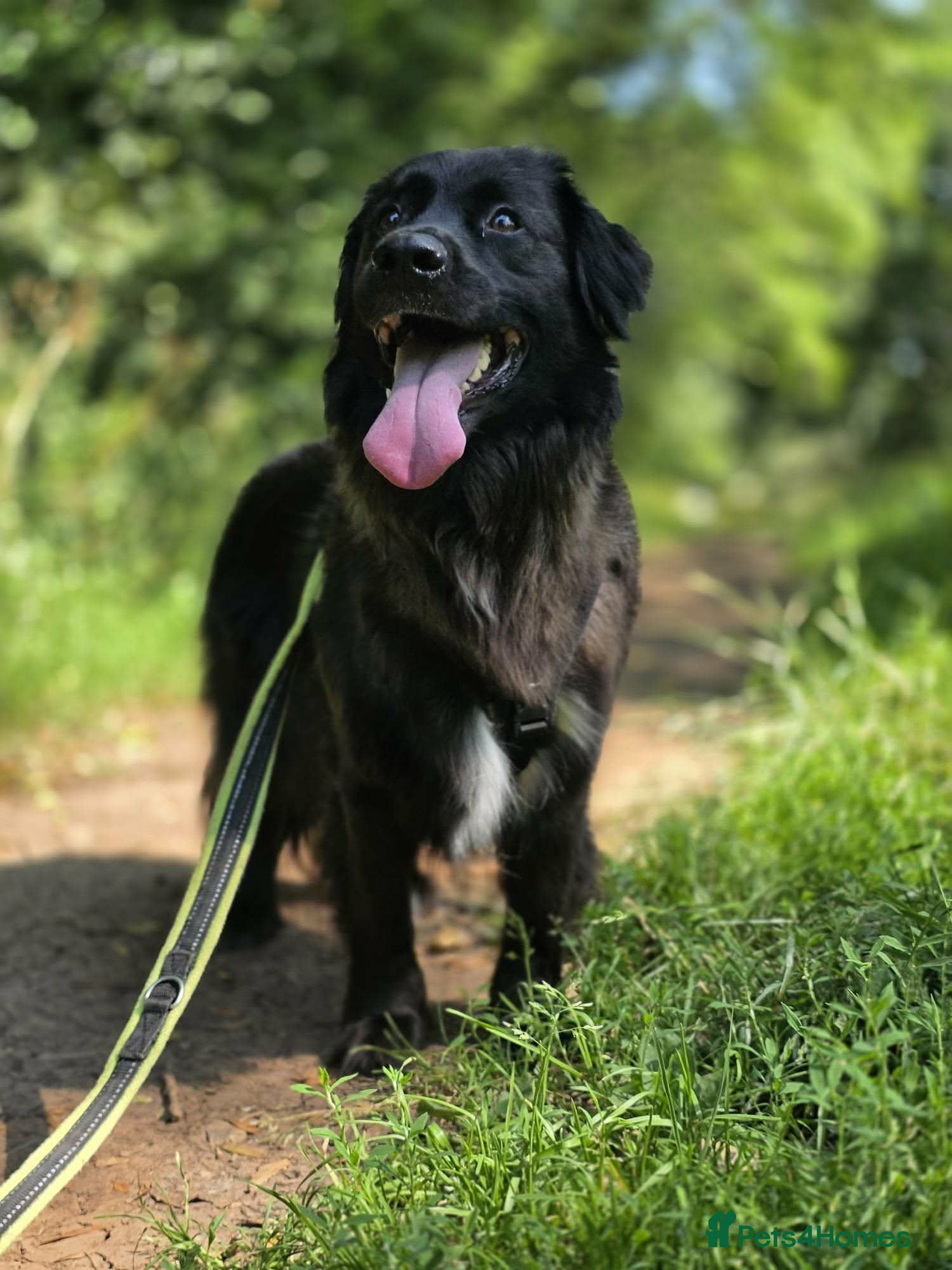 Mixed Breed dogs Winston needs a new home  - Advert 1