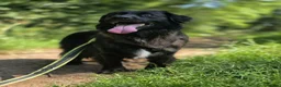 Mixed Breed dogs for adoption: Winston needs a new home  in Dinas Powys - Advert 1
