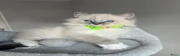 Ragdoll cats for sale: GCCF ragdoll kittens for sale - Advert 6