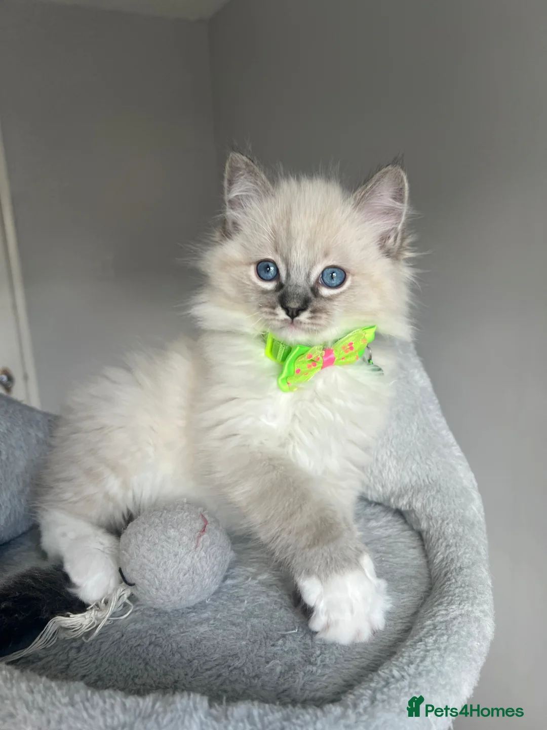 Ragdoll cats for sale: GCCF ragdoll kittens for sale - Advert 2