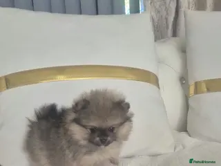 Pomeranian dogs Teddy bear miniature Pomeranian ** puppies - Advert 5