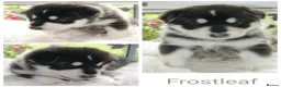 Northern Inuit dogs for sale: Last boy available from health tested parents - Advert 31