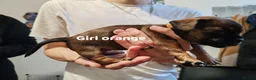 Mixed Breed dogs for sale: Puppy's for sale  - Advert 10