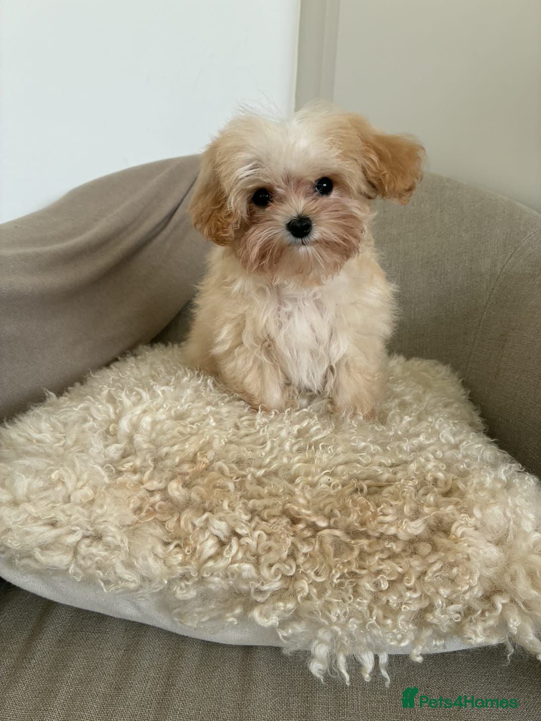 Maltipoo dogs READY Amazing TINY Korean Maltipoo Female Puppies. - Advert 2