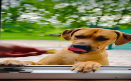 Rhodesian Ridgeback dogs for sale: Rhodesian Ridgeback  - Image 5
