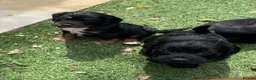 Cocker Spaniel dogs for sale: Beautiful working cocker spaniel puppies - Advert 29