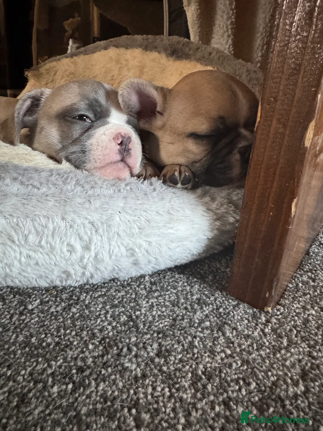 French Bulldog dogs for sale: DWKC Registered Puppies – Health Tested  - Advert 39