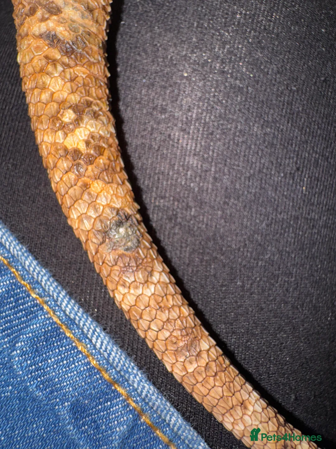 Bearded Dragon reptiles for sale: https://gofund.me/a7b816115 - Advert 8