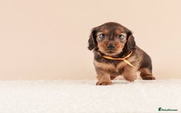 Miniature Dachshund dogs for sale: KC REG long hair miniature dachshund  - Image 11