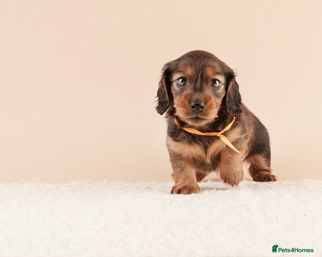 Miniature Dachshund dogs for sale: KC REG long hair miniature dachshund  - Image 11
