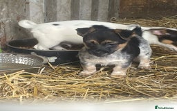 Jack Russell dogs for sale: Jack Russell puppies - Image 6