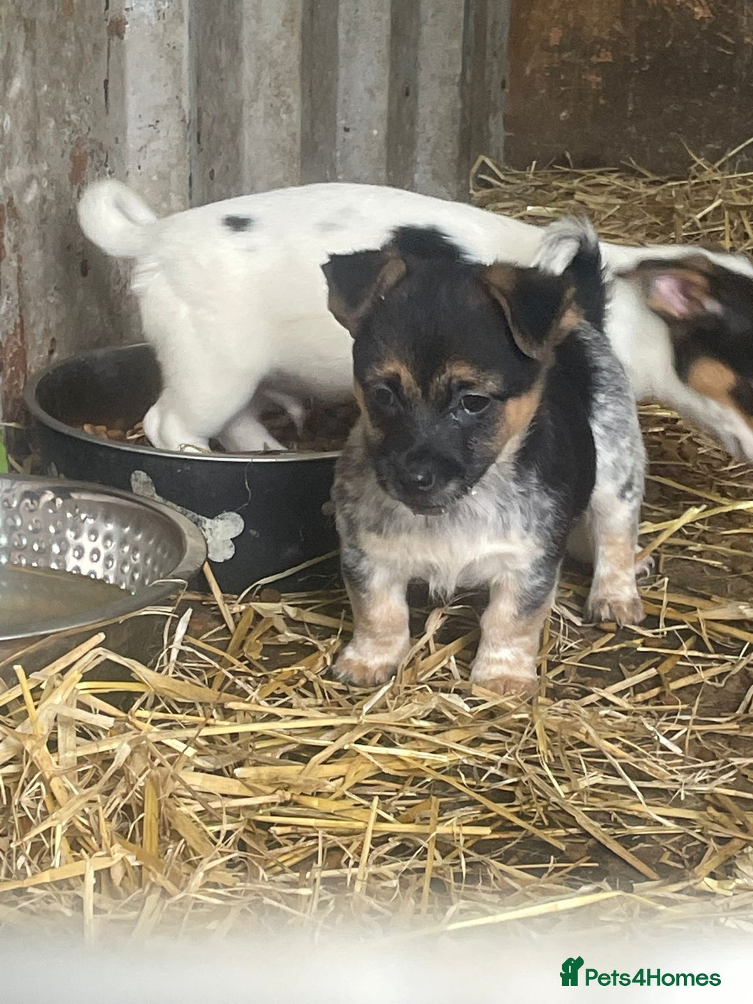 Jack Russell dogs for sale: Jack Russell puppies - Image 6