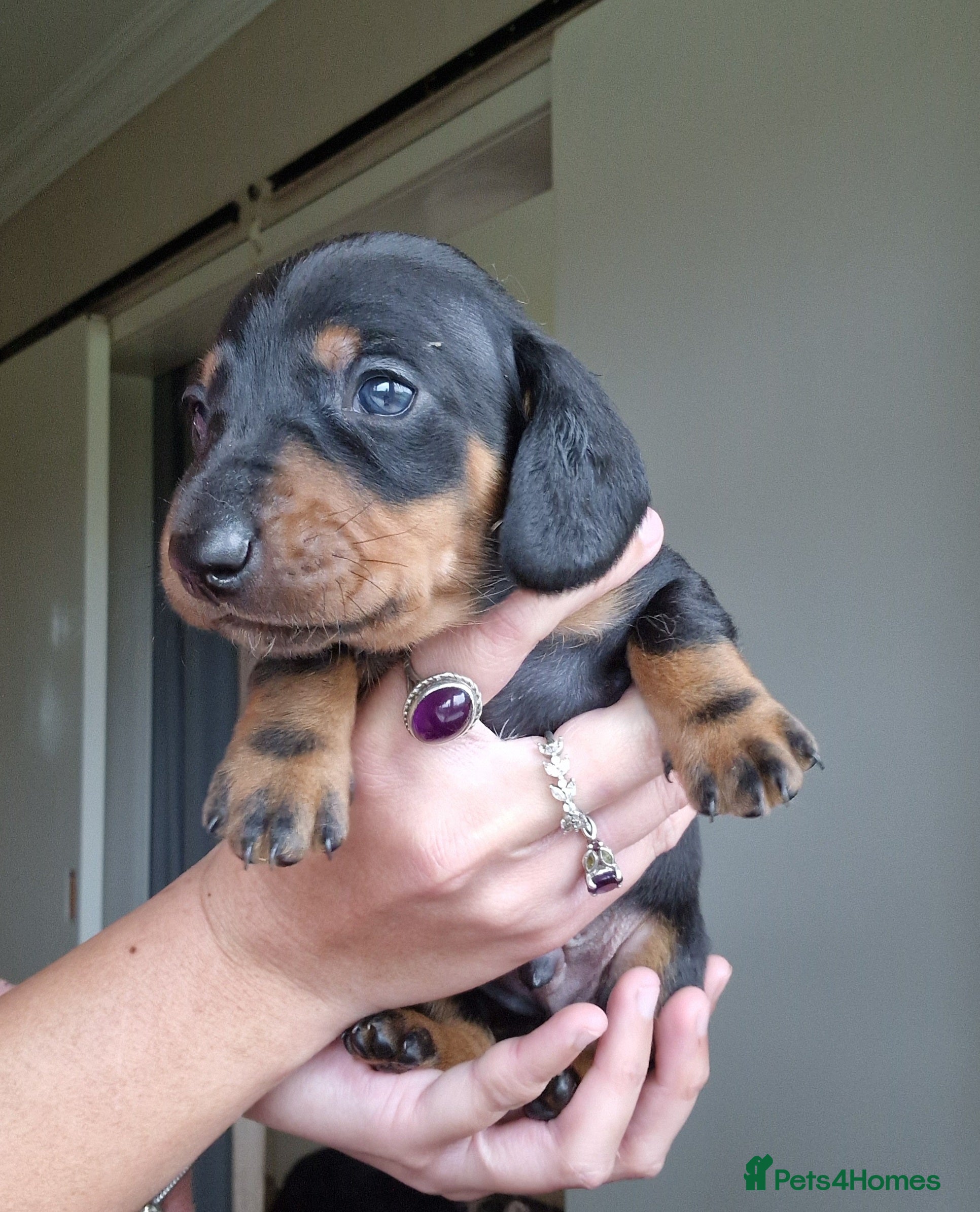 Miniature Dachshund dogs Beautiful Miniature Daschund Puppies For Sale - Advert 16