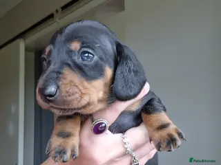 Miniature Dachshund dogs Beautiful Miniature Daschund Puppies For Sale - Advert 16