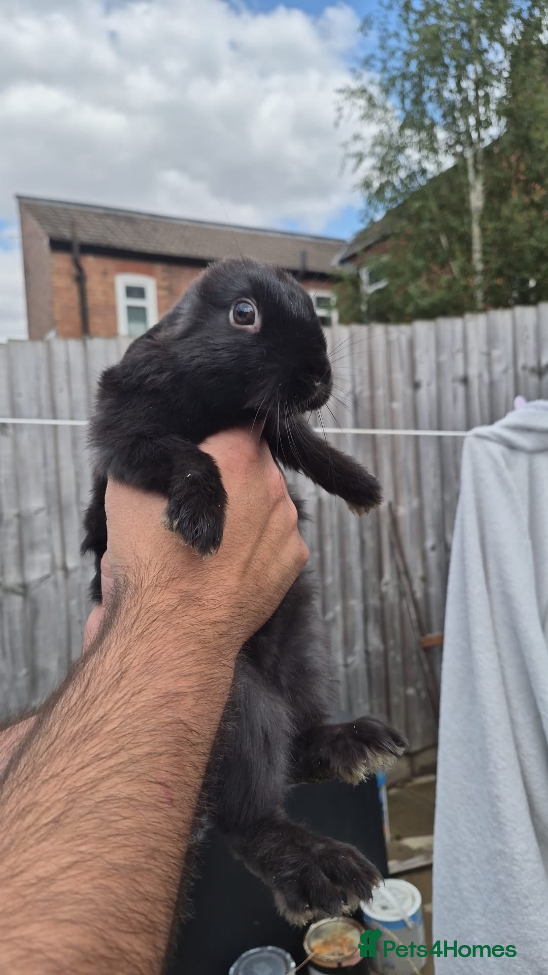 Mixed Breed rabbits Mini lop/lion head Rabbits  - Advert 1