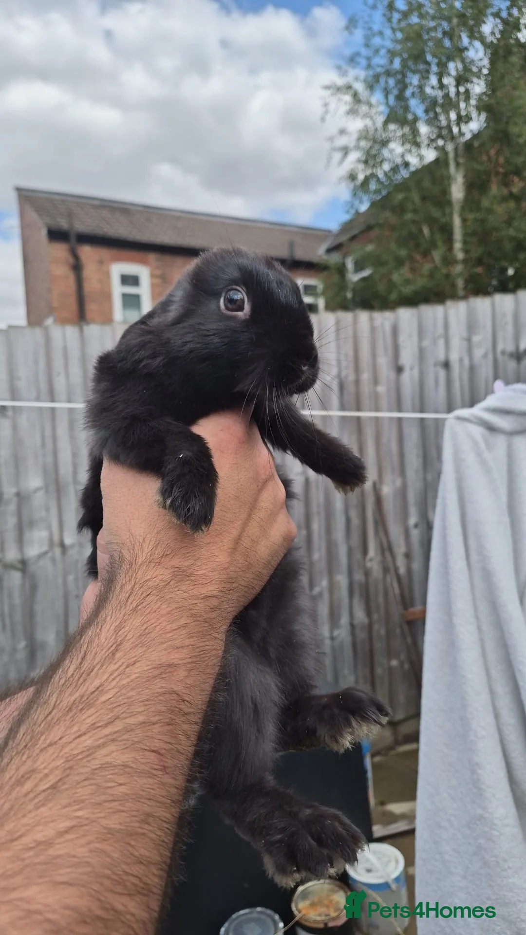 Mixed Breed rabbits for sale: Mini lop/lion head Rabbits  - Advert 1
