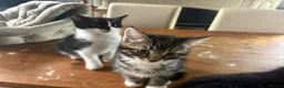 Mixed Breed cats for sale: Kittend - Advert 4
