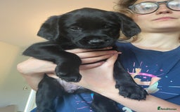 Labradoodle dogs for sale: Labradoodle F1B back to labrador - Image 4