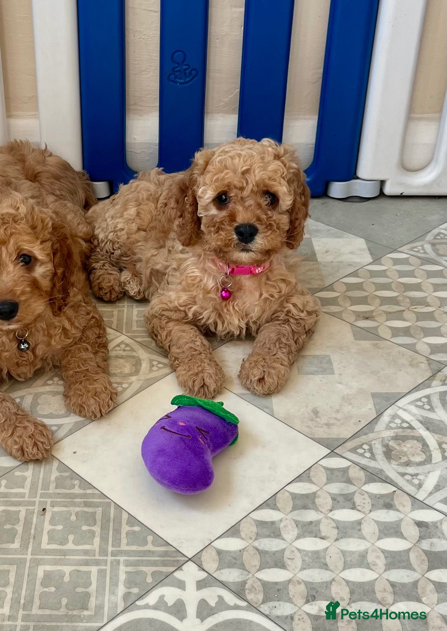 Cavapoo dogs Outstanding quality, F1b Cavapoo babies - Advert 1
