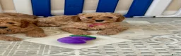 Cavapoo dogs for sale: Outstanding quality, F1b Cavapoo babies - Advert 1