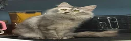 Maine Coon cats for sale: Thoroughbred Maine Coon Kittens - Advert 6