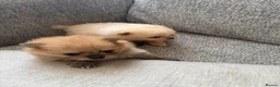 Pomeranian dogs for sale: Pomeranian puppies for sale - Advert 10