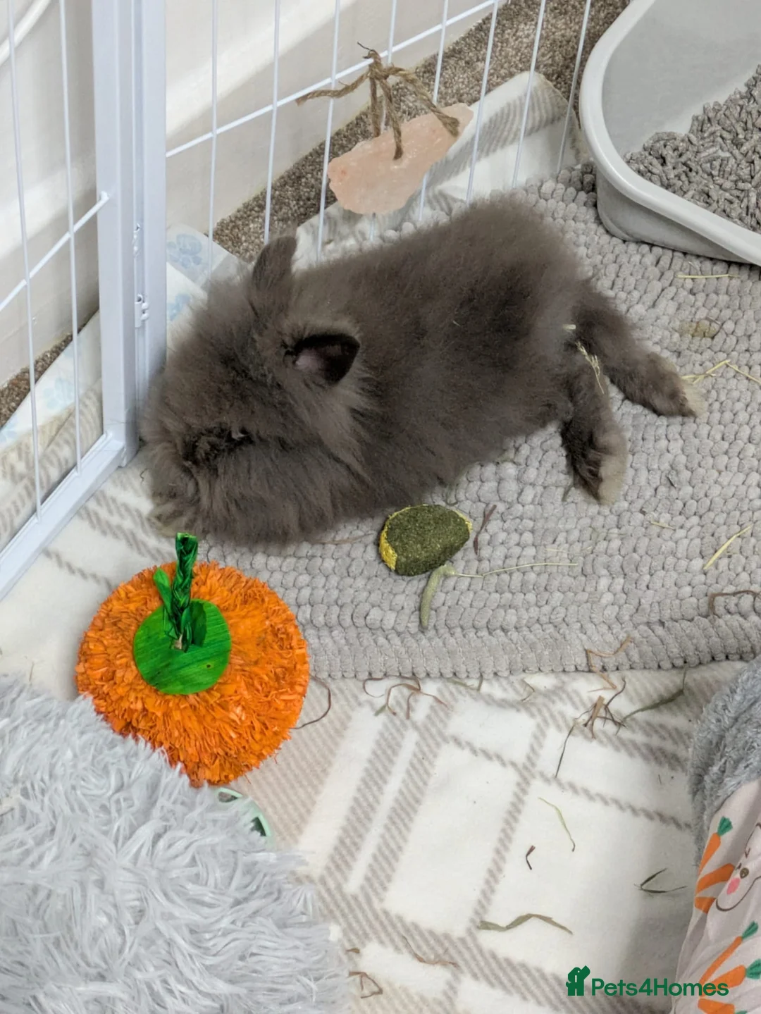 Lionhead rabbits for sale: 2 male lion heads must be sold together - Advert 2