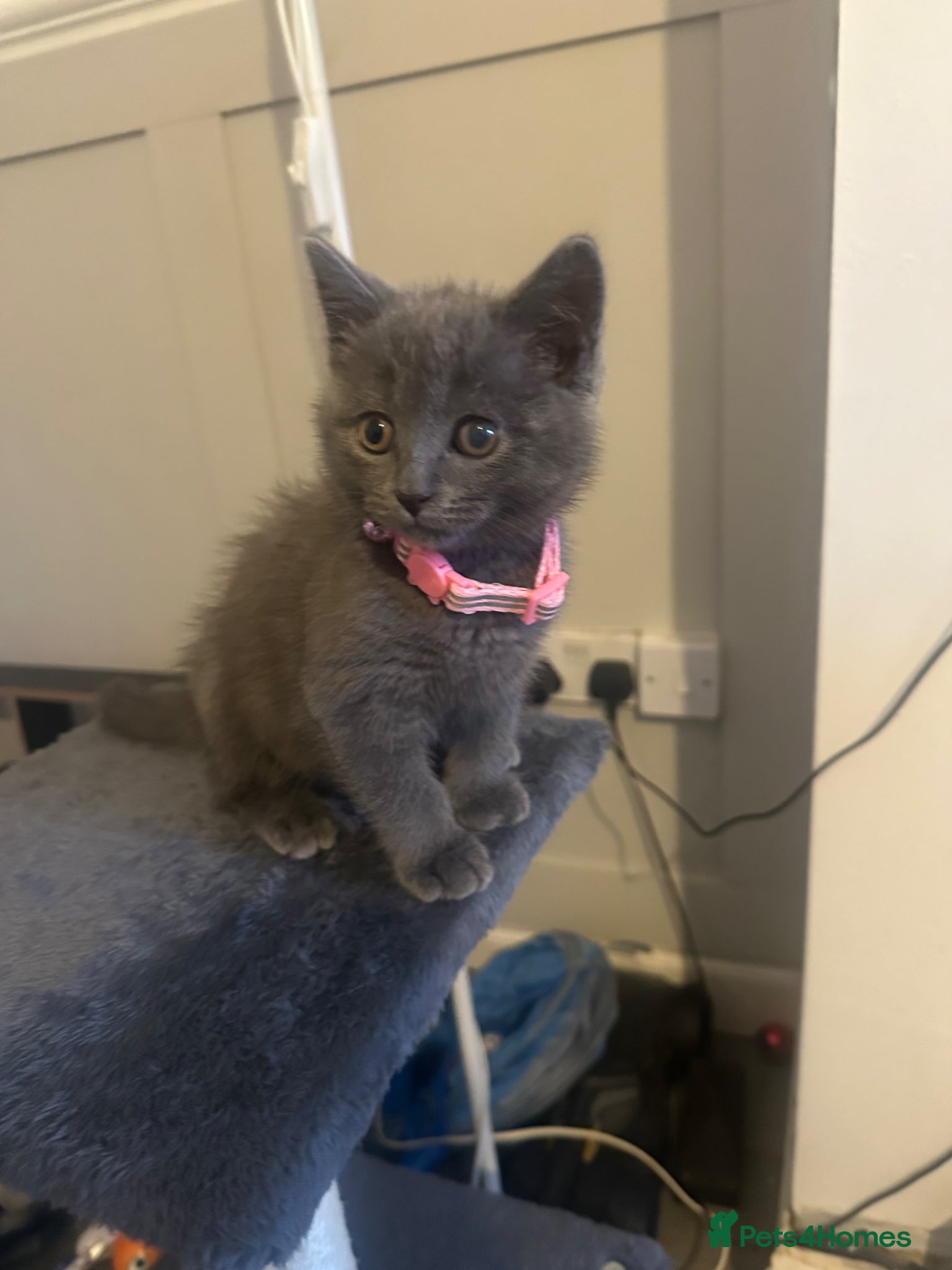 Mixed Breed cats British short hair mixed kitten  - Advert 1