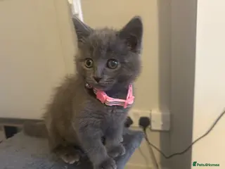 Mixed Breed cats British short hair mixed kitten - Advert 2