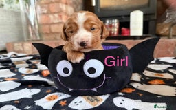 Cocker Spaniel dogs for sale: Pedigree Working Cocker Spaniel Puppies - Image 5