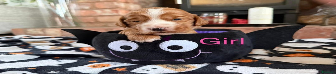 Cocker Spaniel Puppy 5