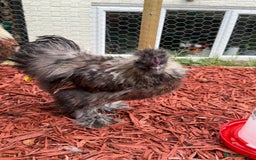 Mixed Breed birds for sale: Silkie Cockerel 16 weeks old  - Image 2