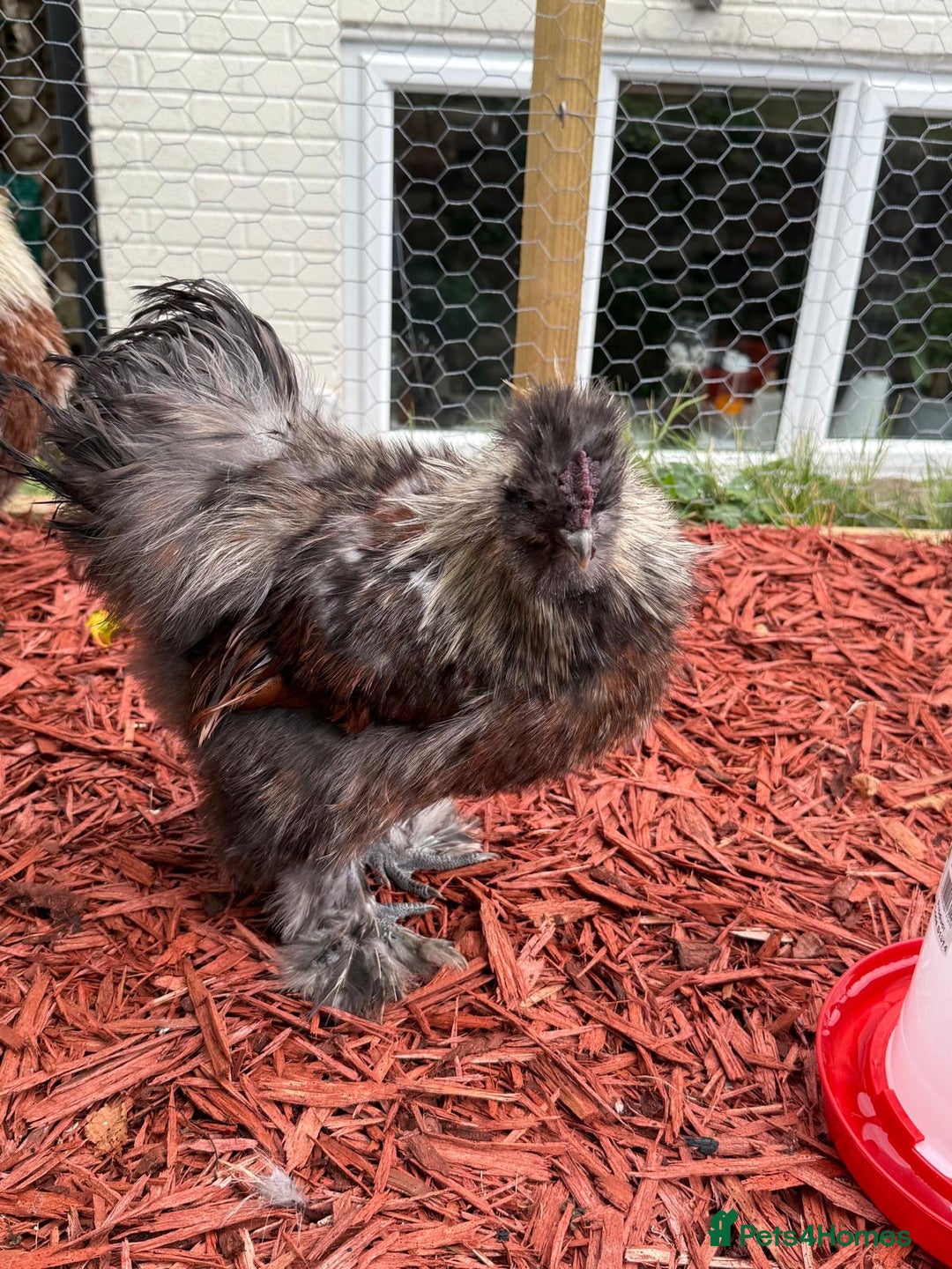 Mixed Breed birds for sale: Silkie Cockerel 16 weeks old  - Image 2
