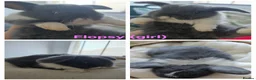 Mini Lop rabbits for sale: Beautiful mini lops x10 - Advert 1
