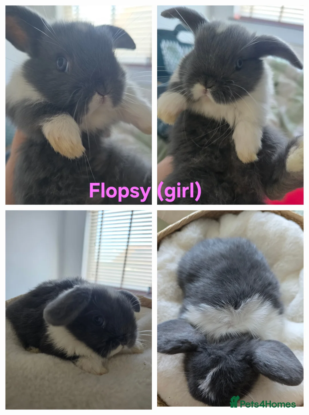 Mini Lop rabbits for sale: Beautiful mini lops x10 - Advert 1