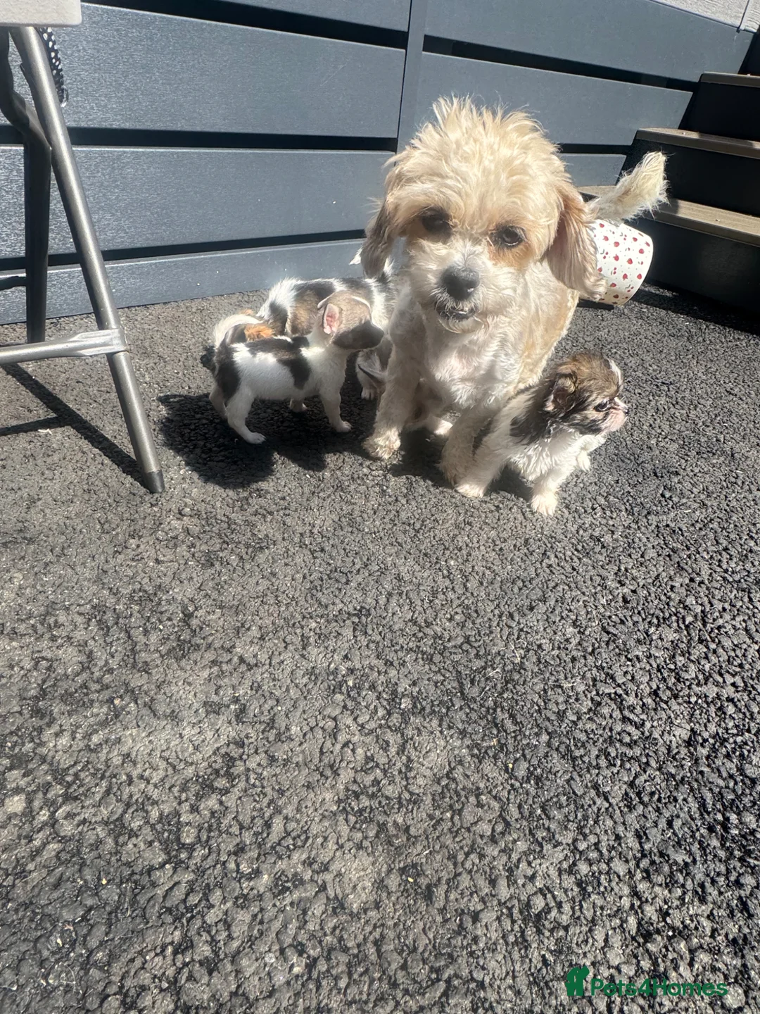 Mixed Breed dogs for sale: Bichon freeze cross Chihuahua - Advert 10