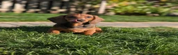 Dachshund dogs for sale: Champion Bloodline Standard Dachshund - Advert 3
