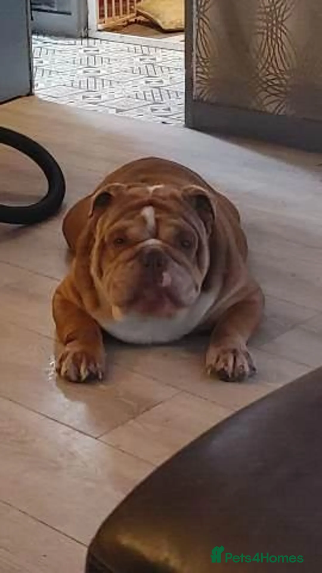 English Bulldog dogs for sale: English Bulldog Puppies –2 Beautiful Girls  in Reading - Advert 12