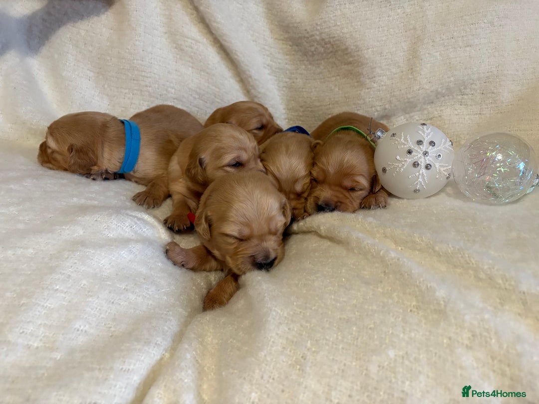 Golden Retriever dogs for sale: Sold sold sold sold sold  - Advert 24