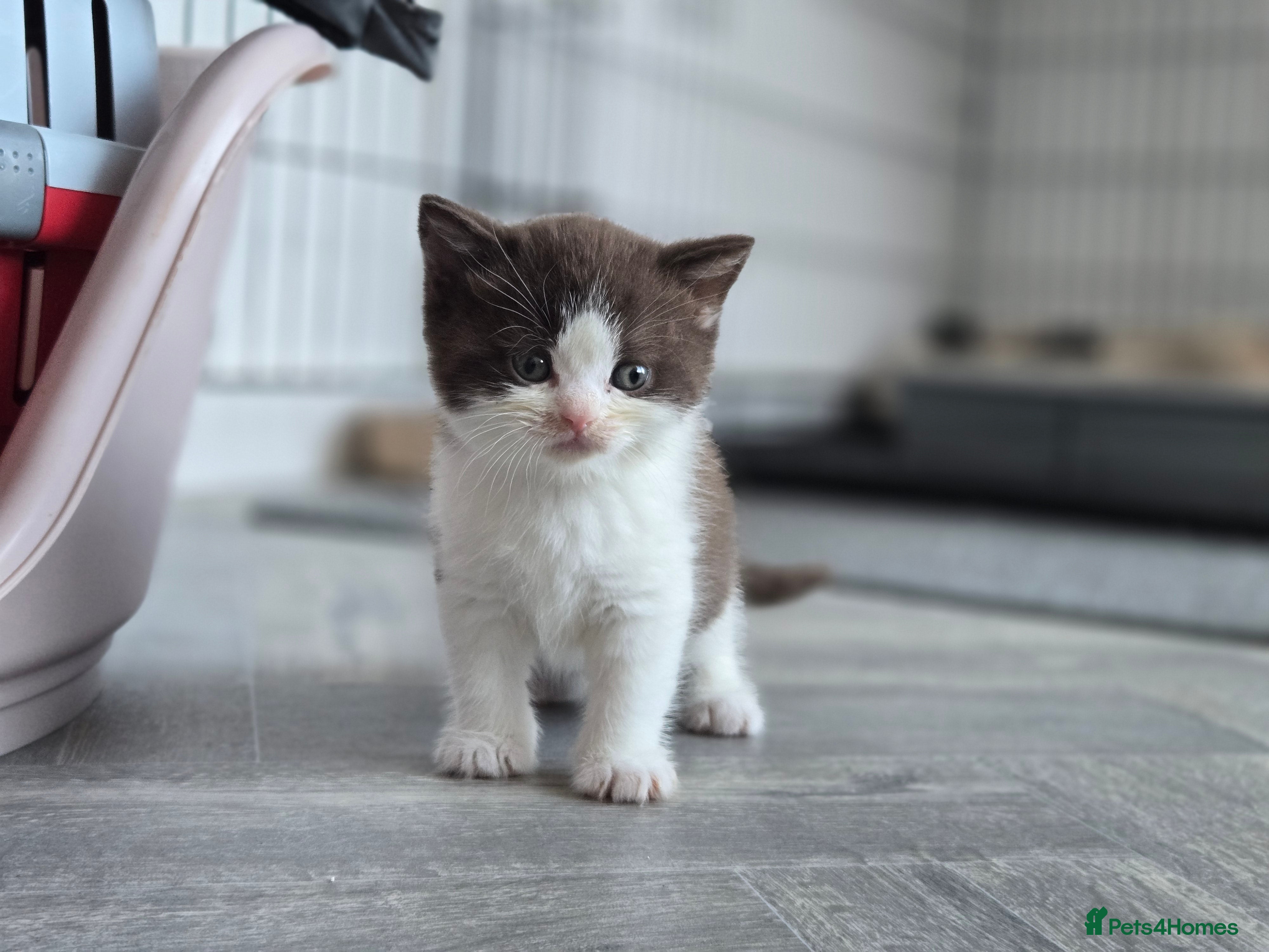 British Shorthair cats Superb pedigree TICA reg BSH kittens - Advert 11