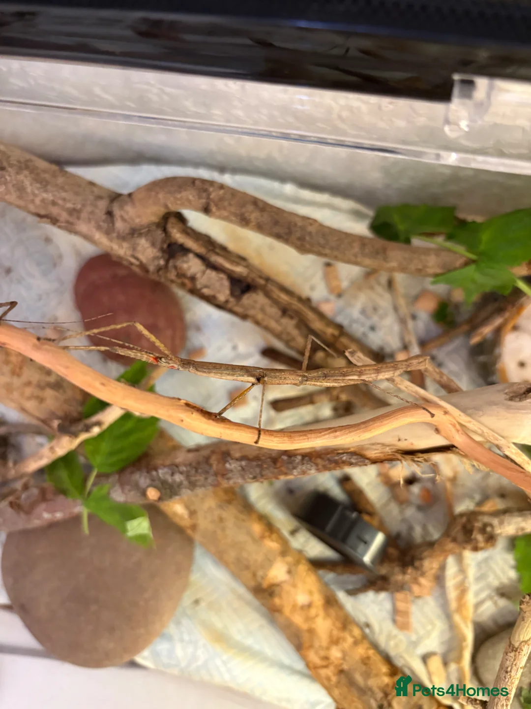 Stick Insects invertebrates for sale: Indian stick insect eggs for sale! 🥚🦗🐛🌿 in Redcar - Advert 6