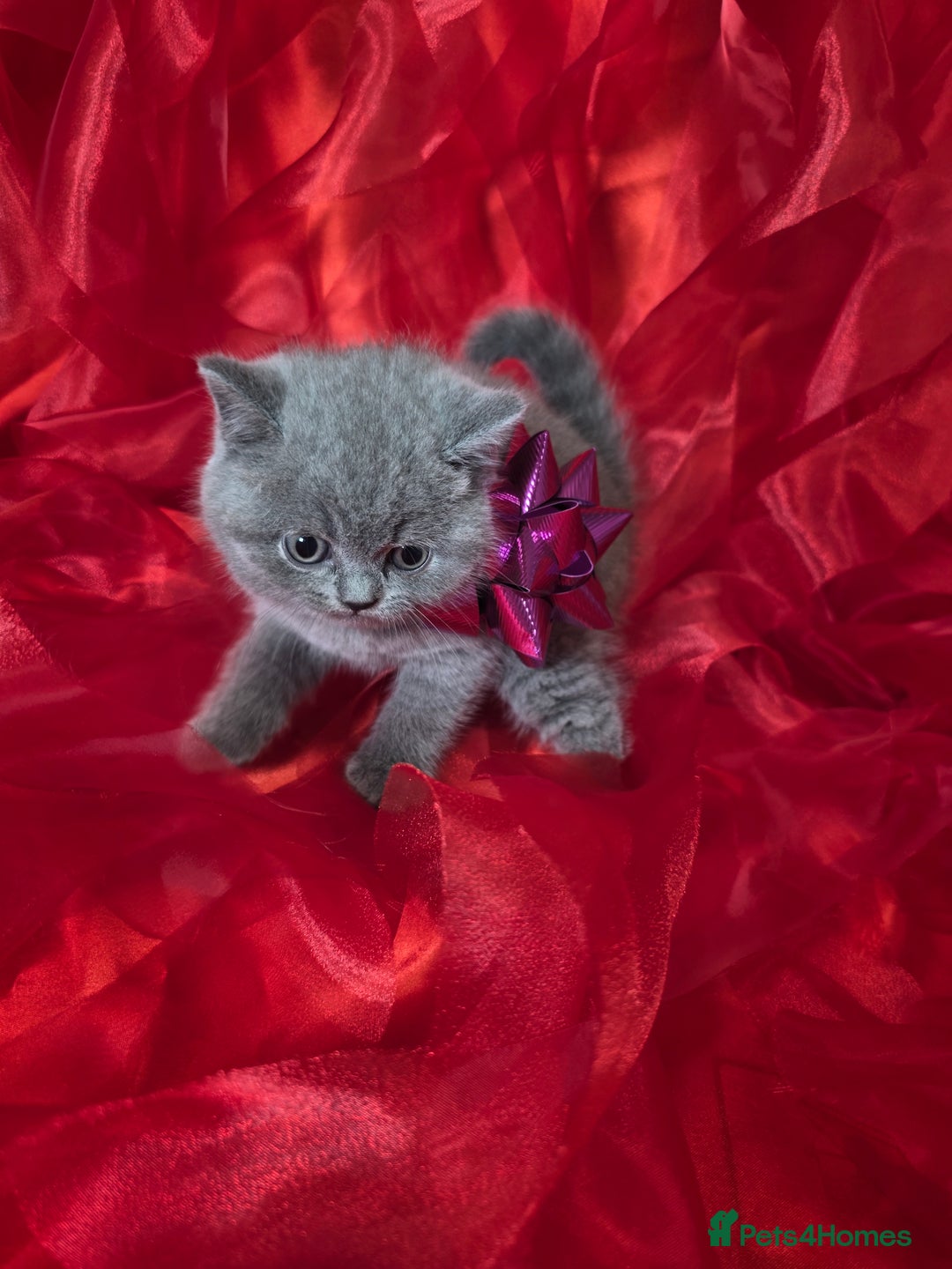 British Shorthair cats for sale: Beautiful British Shorthair Kittens for LovingHome - Advert 13