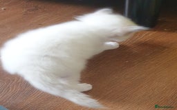 Ragdoll cats for sale: GCCF Chocolate Point with White Bi-color kittensur - Image 19