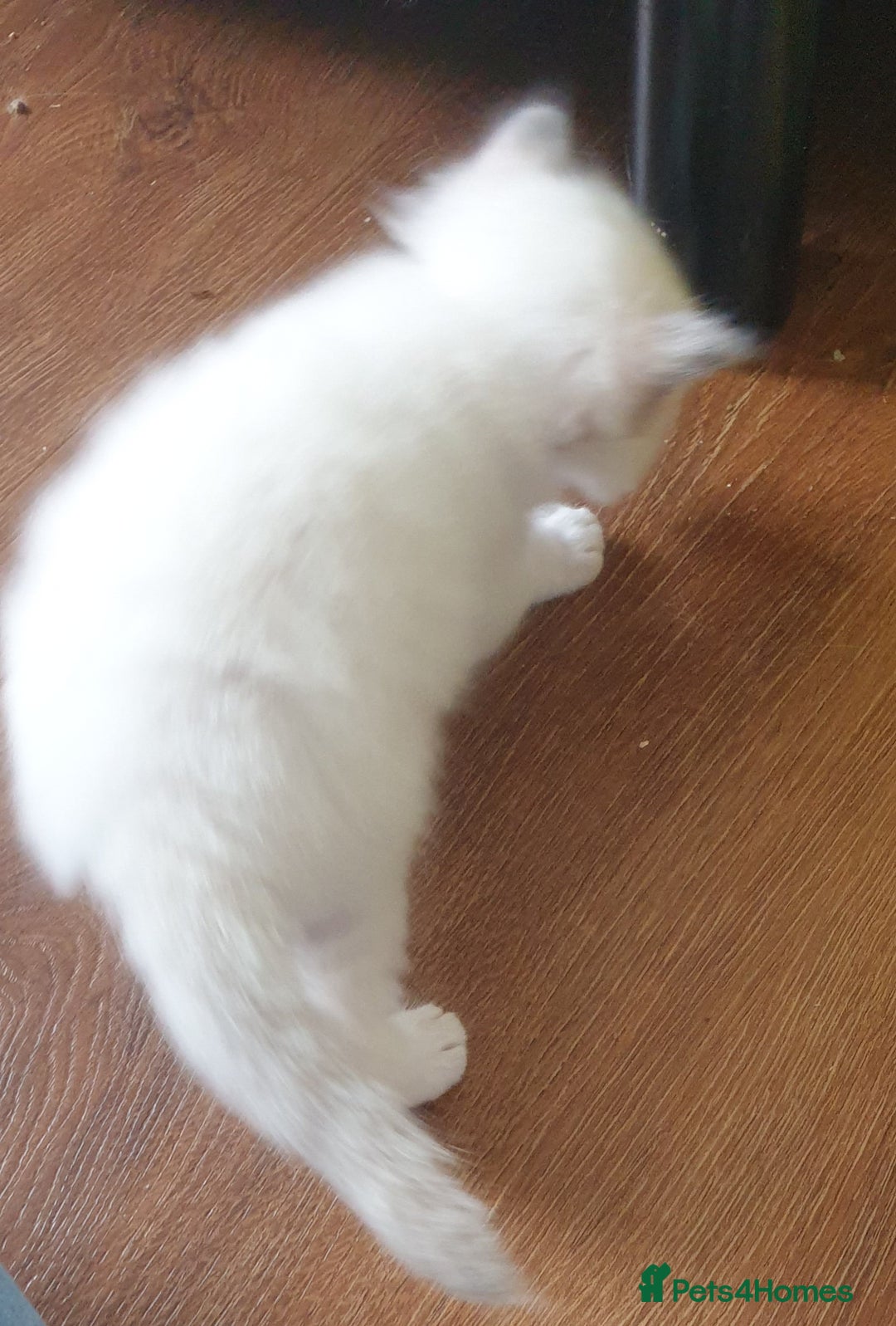 Ragdoll cats for sale: GCCF Chocolate Point with White Bi-color kittensur - Image 19