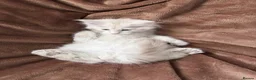 Maine Coon cats for sale: Bear Paw (🐾🐻 polydactyl) Maine Coon kittens TICA - Advert 12