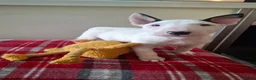 English Bull Terrier dogs for sale: Stunning english bull terrier pups - Advert 5
